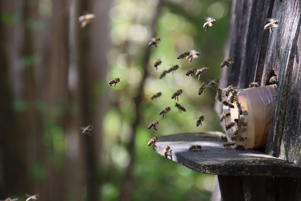 dominikrh-bees-7967049_1920.jpg