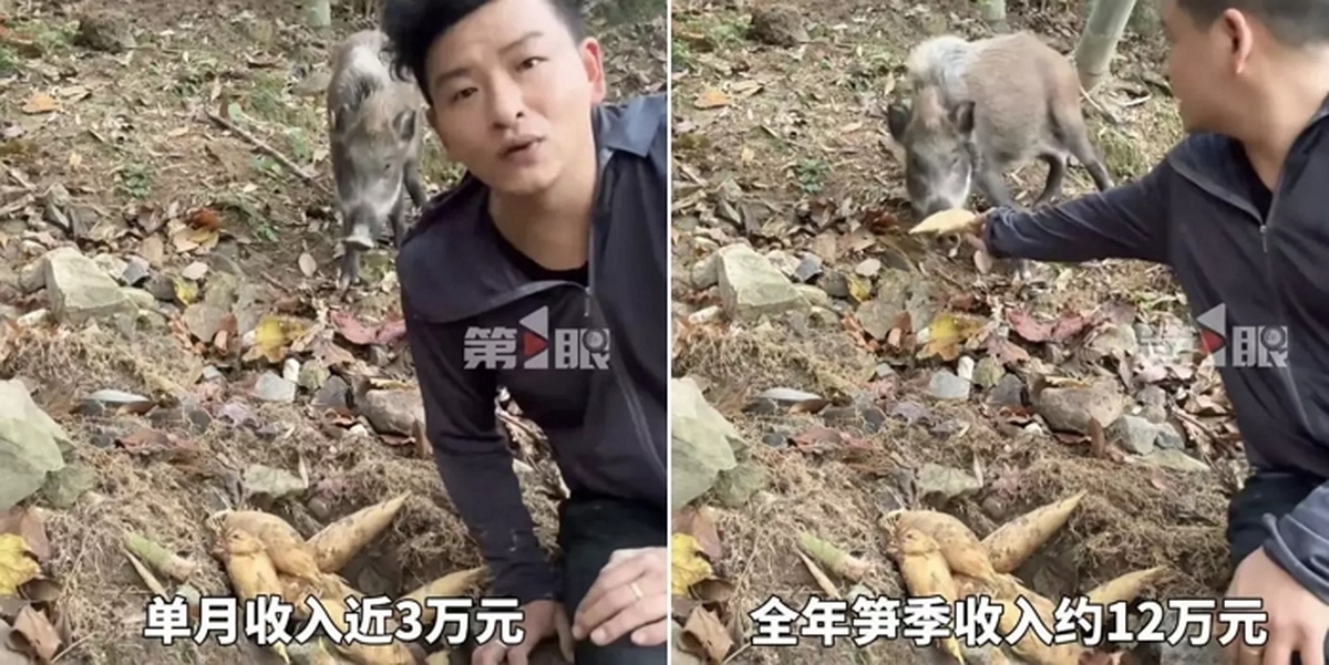 420241227_PL_pig_source-web_-e1779717695284.jpg
