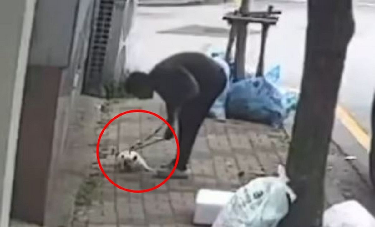 나뭇가지로 때리더니 강제로 목줄 잡아 끌고가... 반려견 학대 영상에 ‘분노’