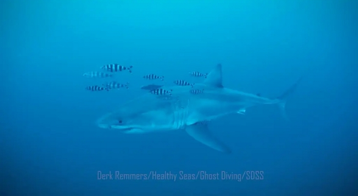 believed-first-underwater-footage-great-130227969 (1).jpg