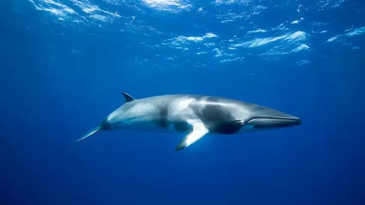 북방밍크고래(Balaenoptera acutorostrata). 한국 근해에서 가장 흔히 관찰되는 수염고래이다. 국제 연구진이 인도양에서 밍크고래와 부리고래의 사체가 모여있는...