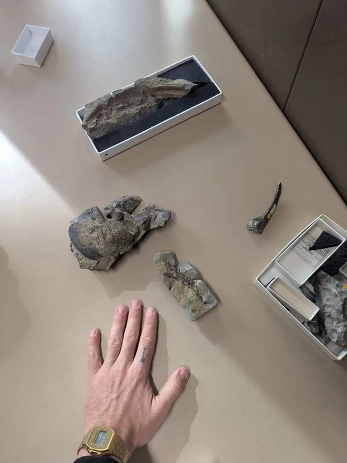 고대 절지동물 프라에아르크투루스 기가스(Praearcturus gigas) 화석. 사진=런던 자연사박물관