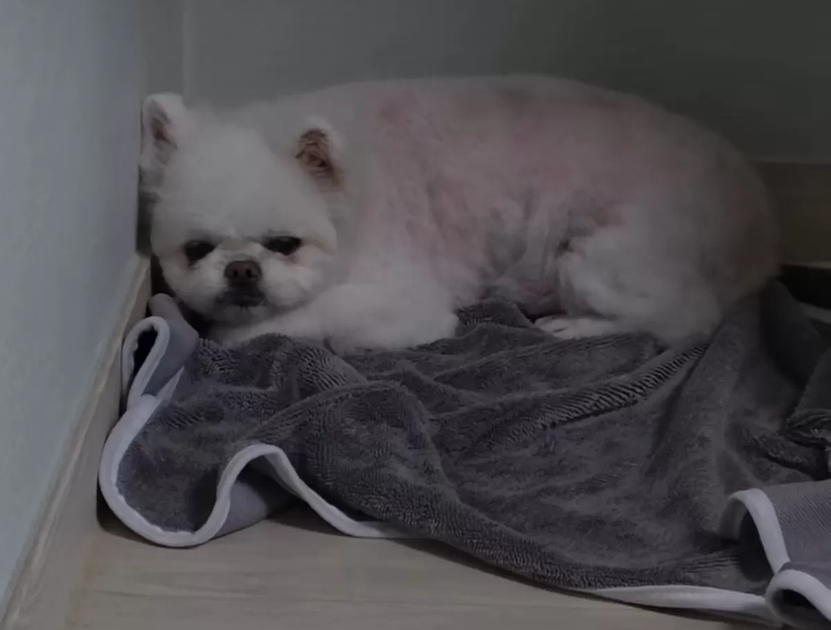 최근 광주에서 긴급 격리된 피학대 동물