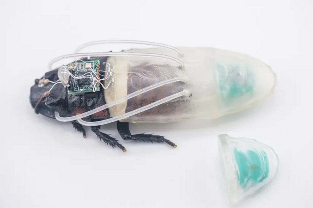 scientists-create-cockroach-scuba-suits-132688922.jpg