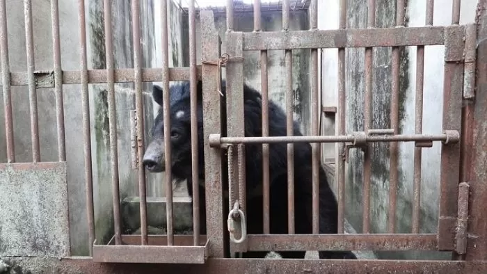 내일부터 곰 사육 처벌 시작... 1개 농가 72마리 구조 난항