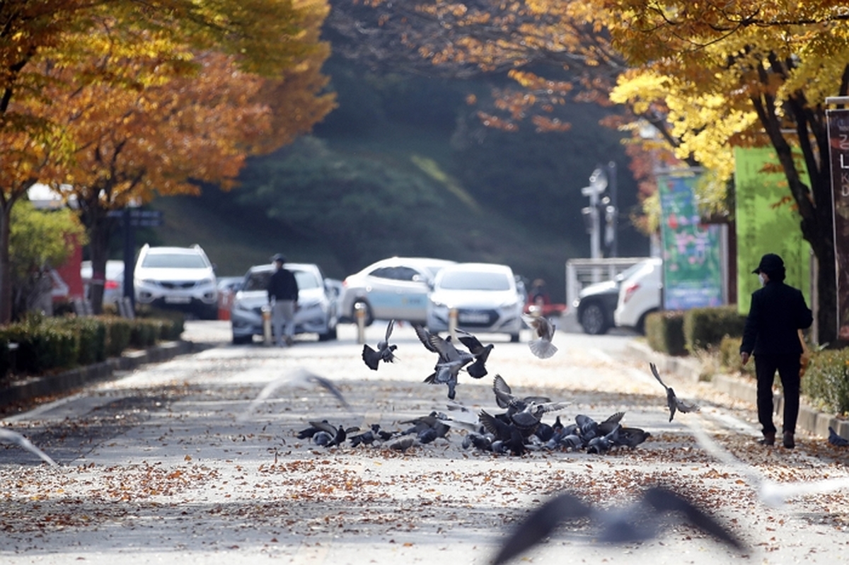 origin_날아가는비둘기.jpg