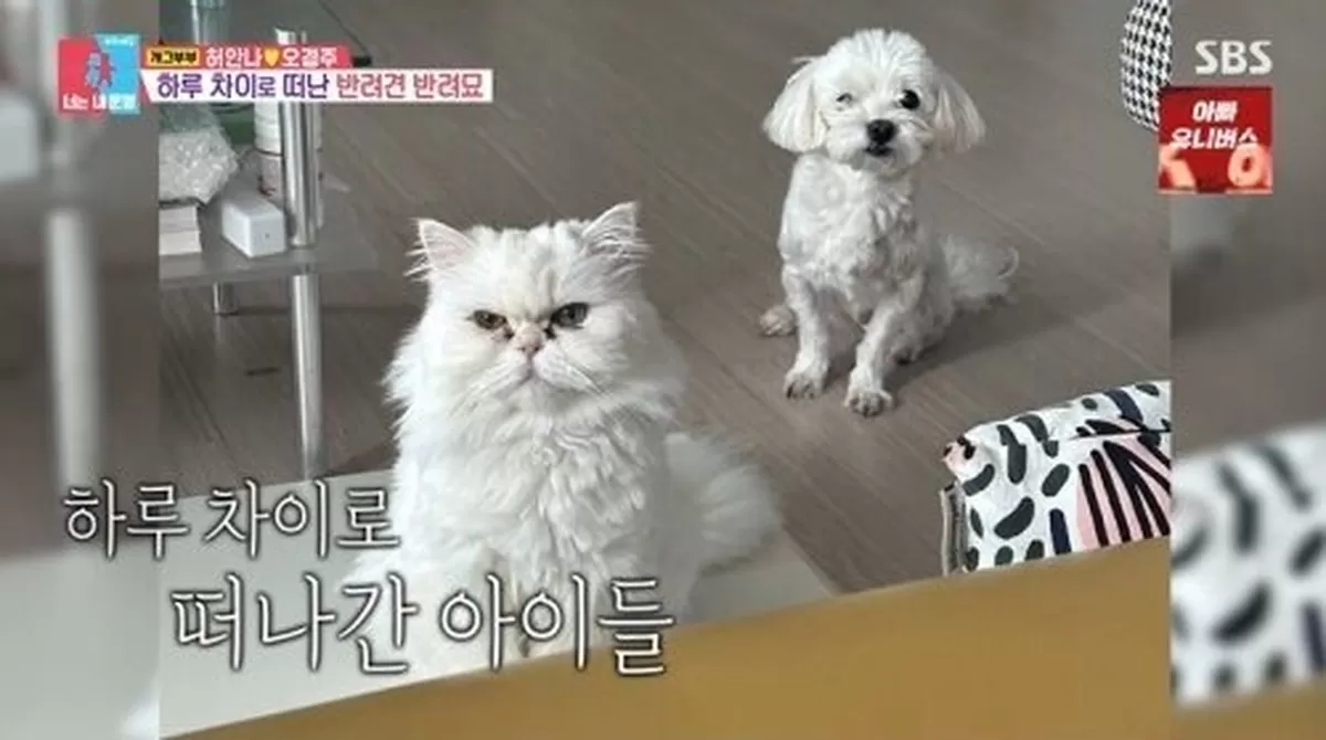 기존 이미지