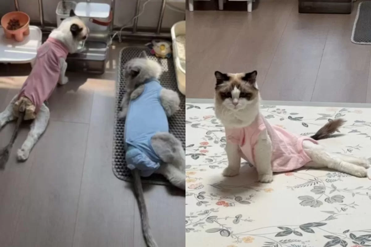 최근 중국에서 수천마리의 고양이가 다리 마비 증세를 보인 사건이 발생한 가운데 원인으로 특정 프리미엄 사료가 지목되면서 논란이 커지고 있다. 사진은 중국의 프리미엄 사료를 먹...