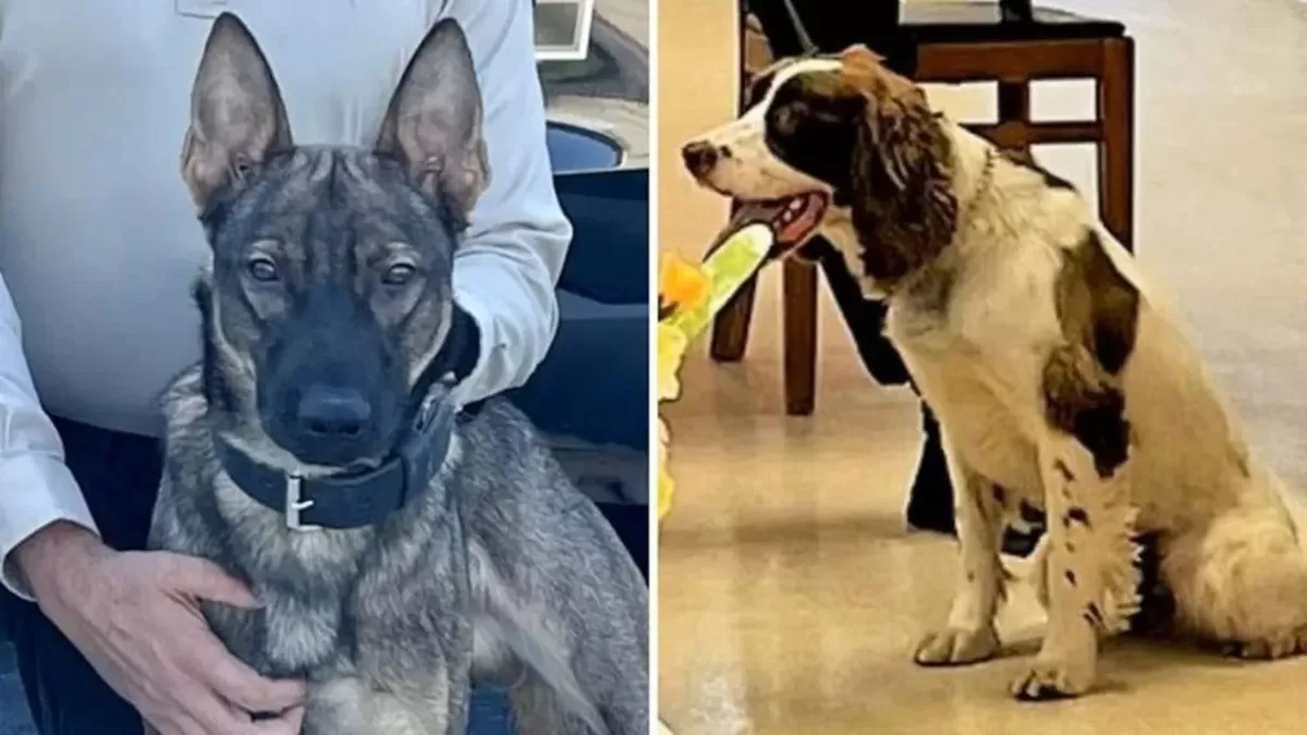 Salem County Sheriff’s Office Rip and Boomer are two dogs in a side by side photo