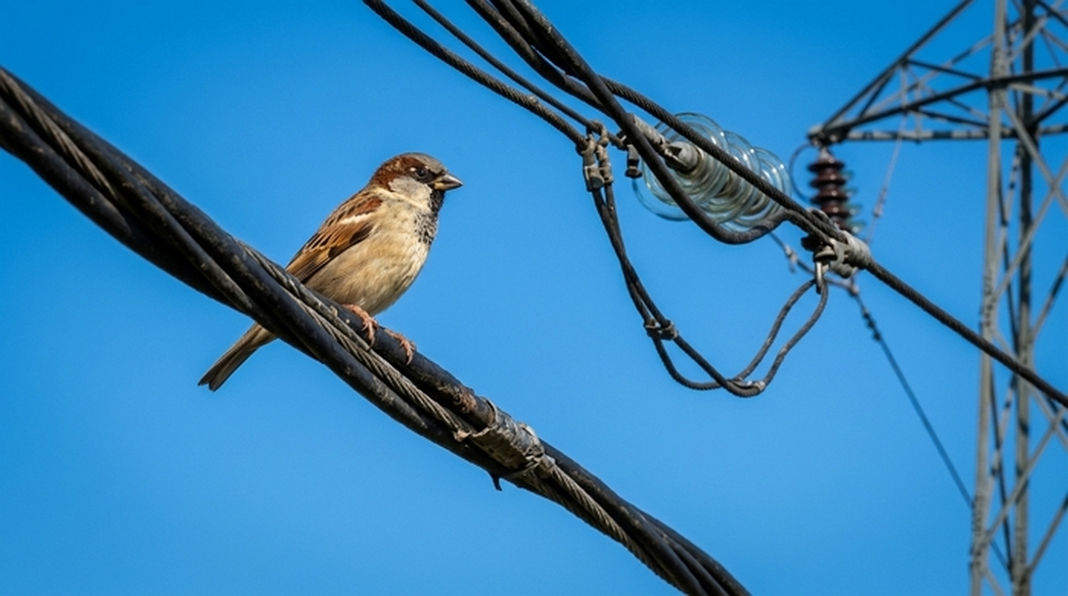 Sparrow_perched_on_power_line_202607101442.jpeg