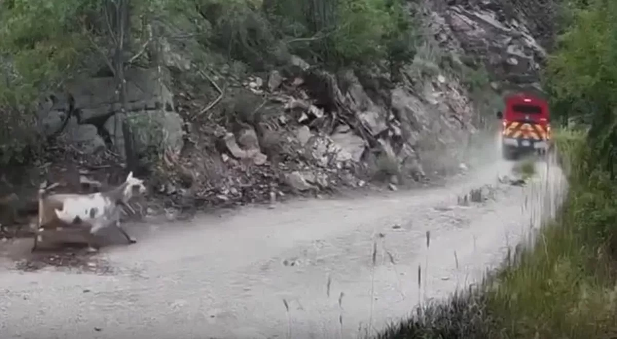 goldie-the-goat-follows-firefighters.jpg