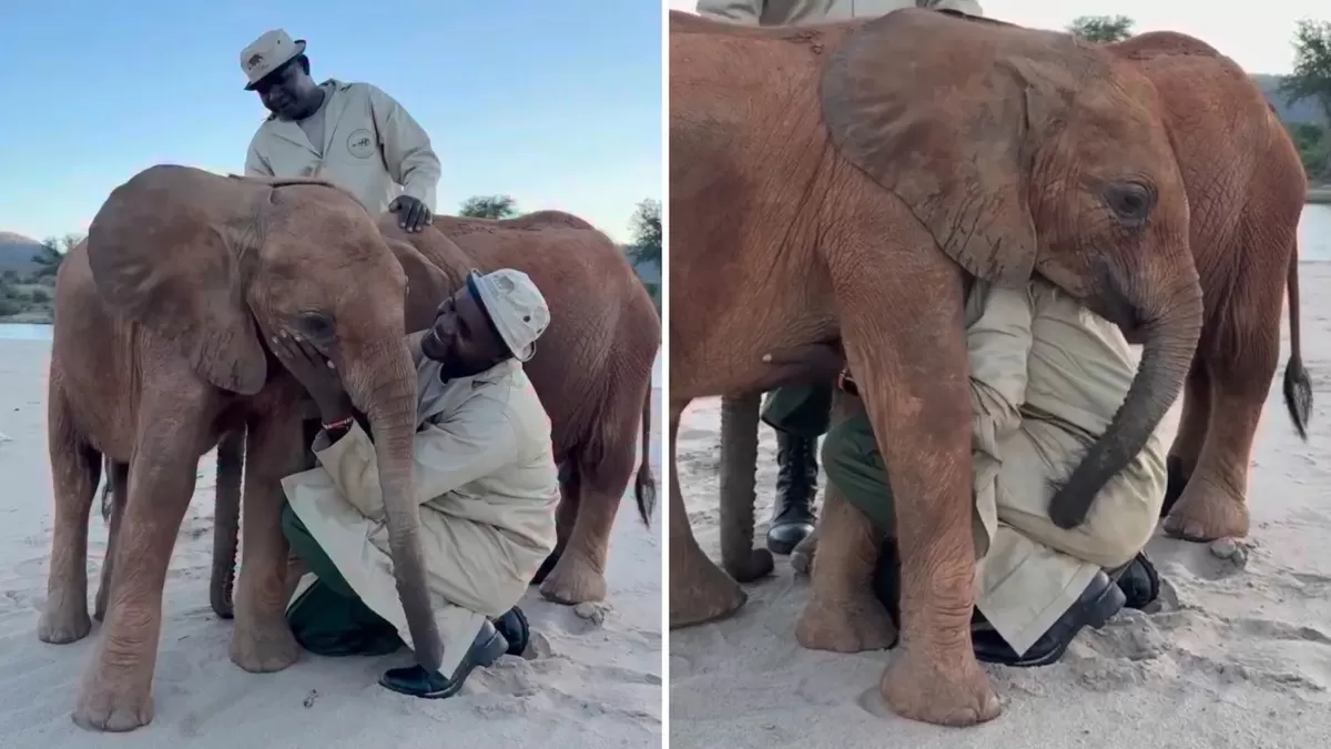 Two people affectionately interact with a young elephant on a sandy ground.