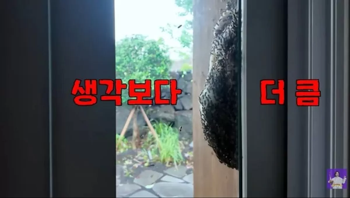 김숙 제주집 초비상…벌떼 습격에 119 긴급신고 만 마리 넘어
