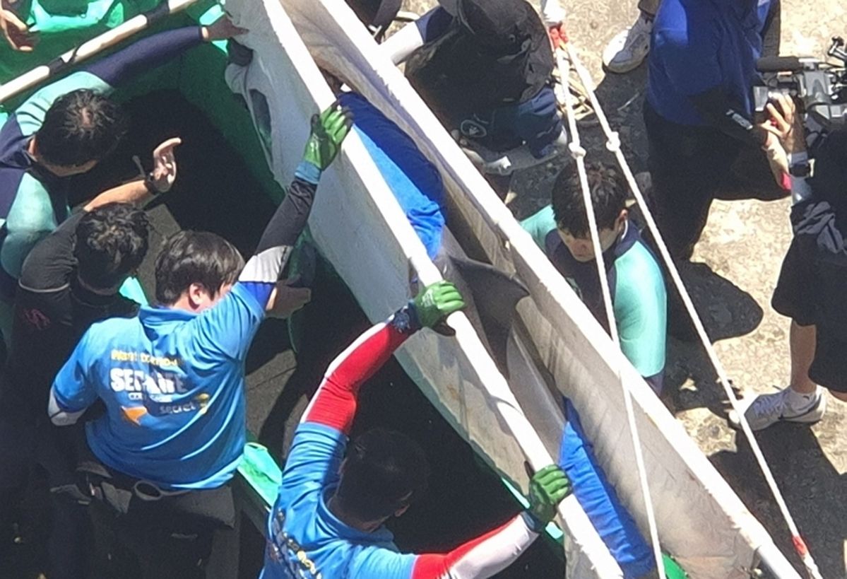 “제트스키 졸졸 따라왔다”... 강릉 사랑방 돌고래 안목이가 무사히 구조된 순간