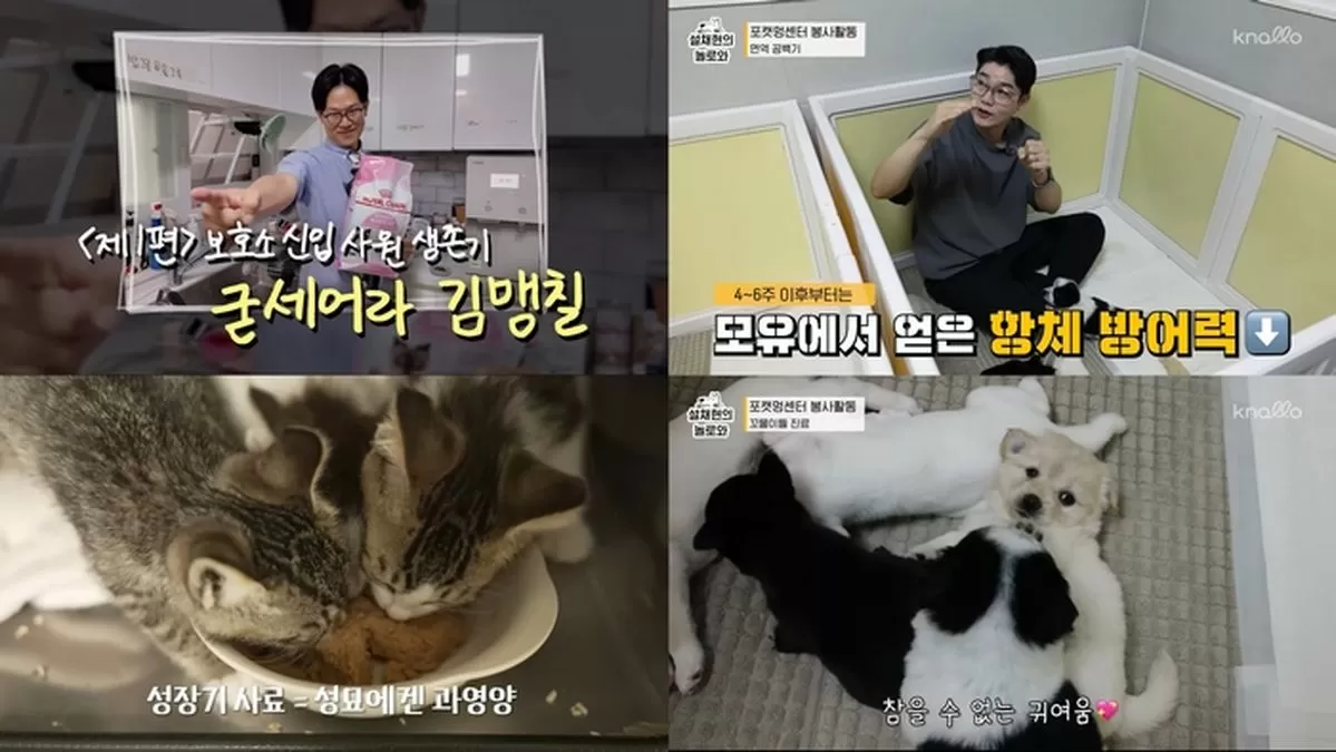 인사이트