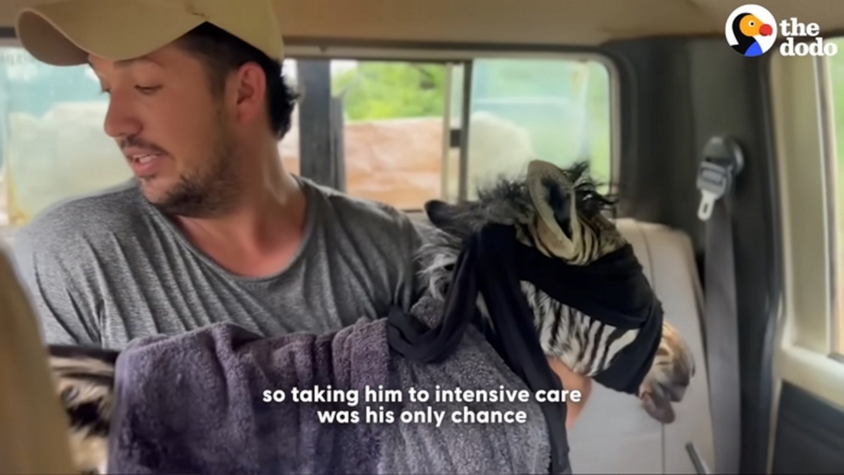 Park Ranger Spots Drowning Newborn Zebra — And Rushes To Save Him _ The Dodo 0-31 screenshot (2).jpg