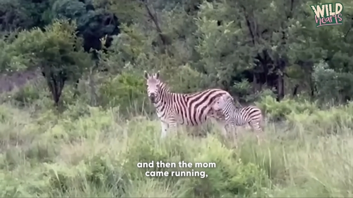 Park Ranger Spots Drowning Newborn Zebra — And Rushes To Save Him _ The Dodo 1-26 screenshot.jpg