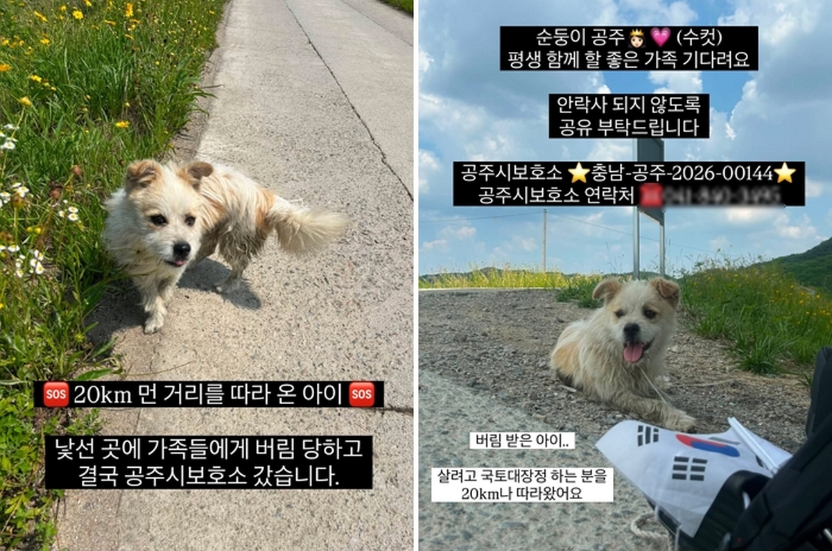 “국토대장정 참가자 20km 따라간 유기견 ‘공주’의 가족이 되어주세요”