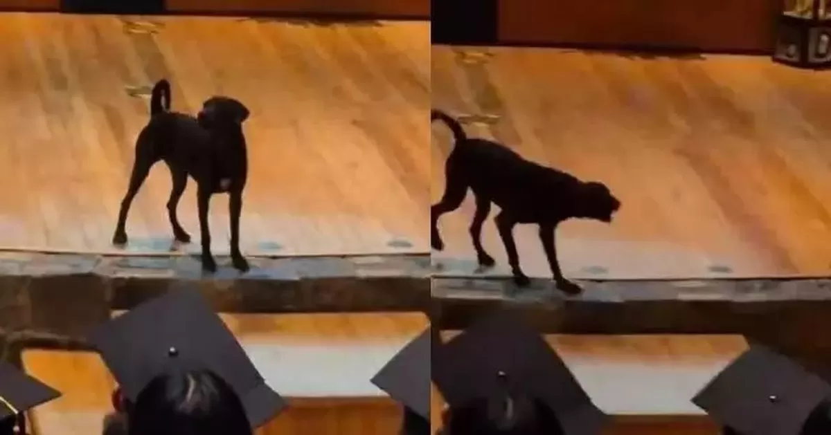 墨西哥某大學校犬突登畢業禮講台向學生吠叫「致辭」獲全場掌聲。網上圖片