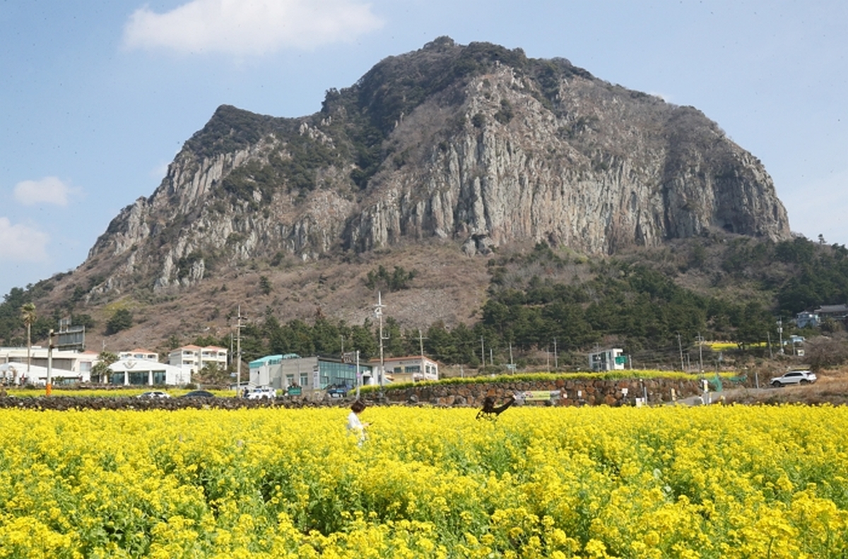 origin_산방산아래찾아온봄.jpg