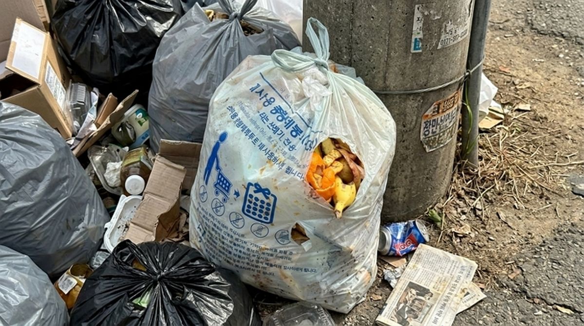 일반쓰레기 봉투에 ‘과일 껍질’ 가득 버린 카페... 악취·벌레 지적하자 사장이 한 말