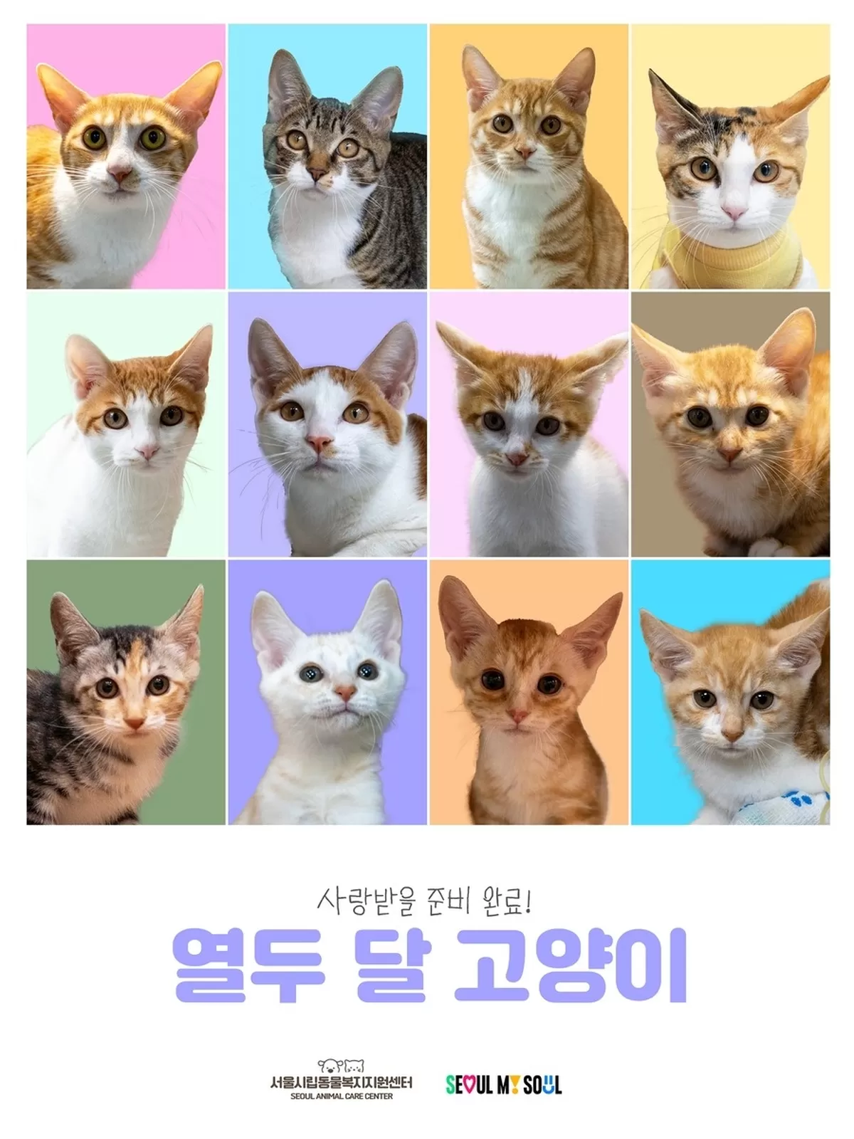 긴급 구조된 고양이 12마리 ‘공개 입양’ 시작... 새 가족 찾는다