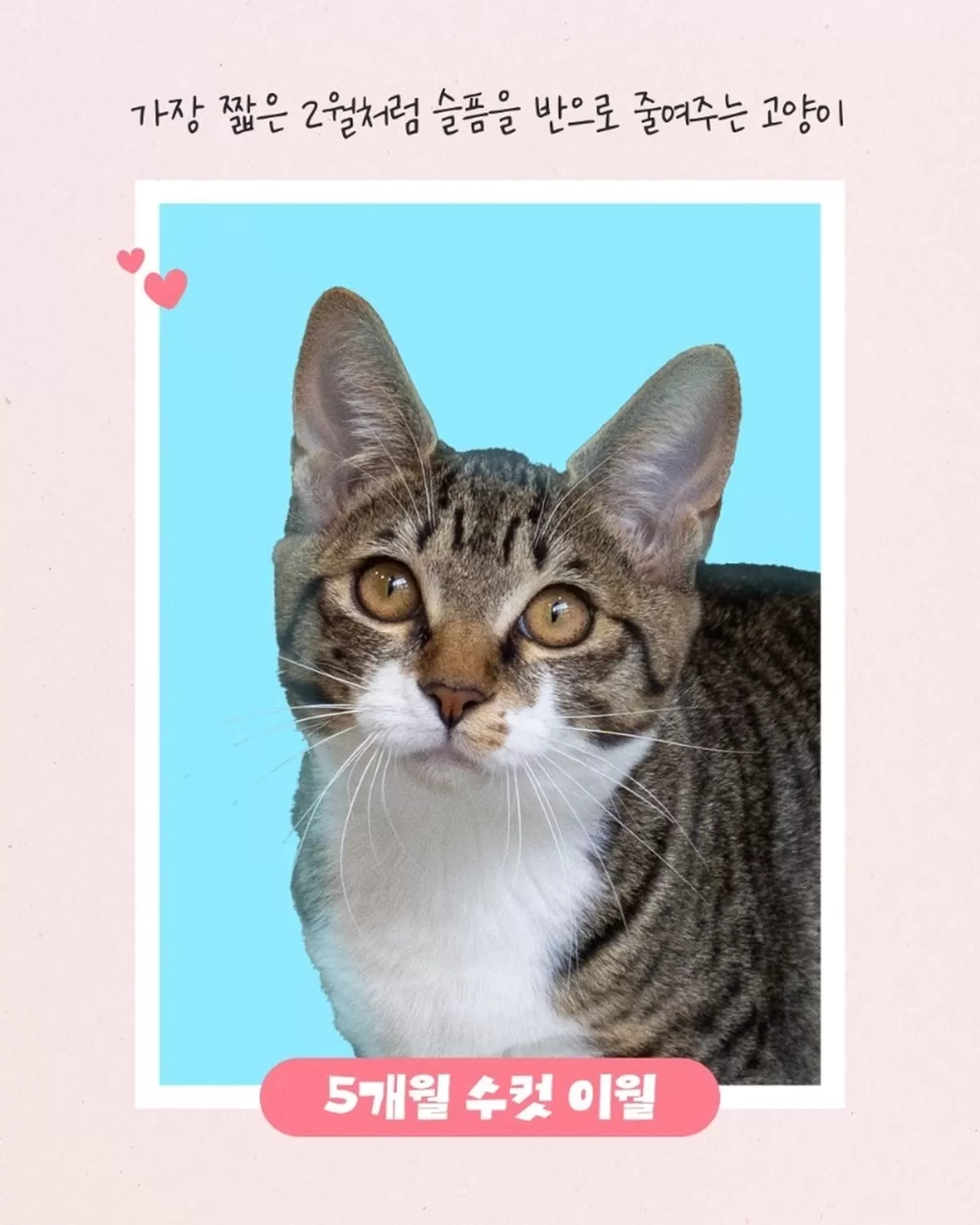 열두달 고양이 중 이월이