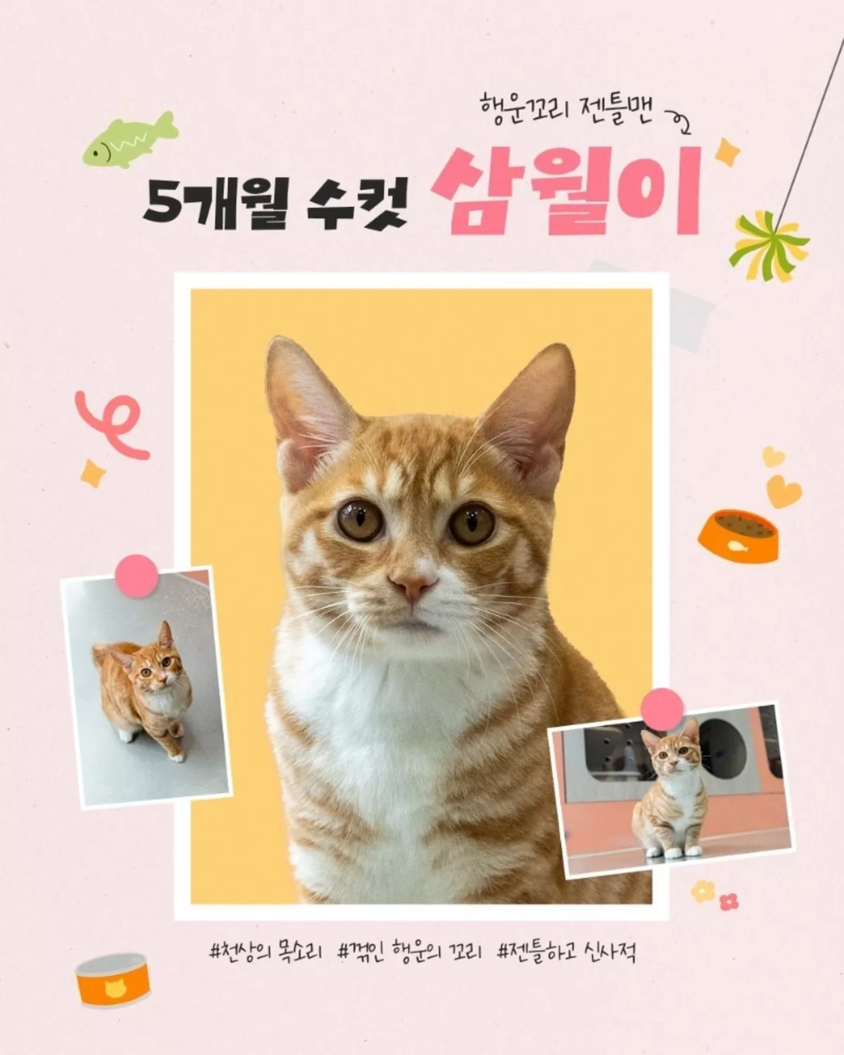 열두달 고양이 중 삼월이