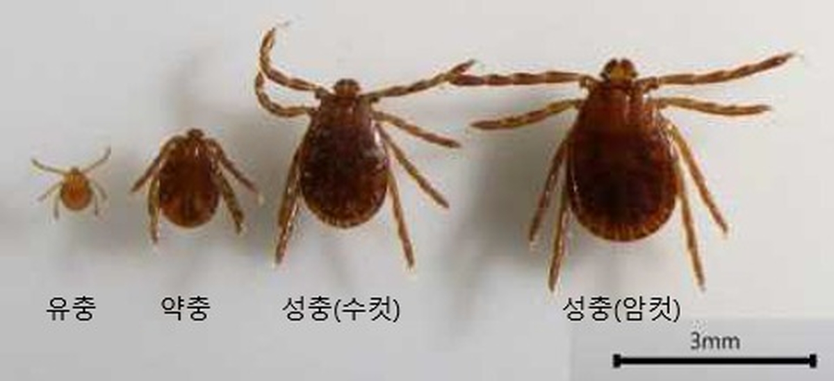 “백신도 치료제도 없다”... 여름철 참진드기 감염병 ‘비상’