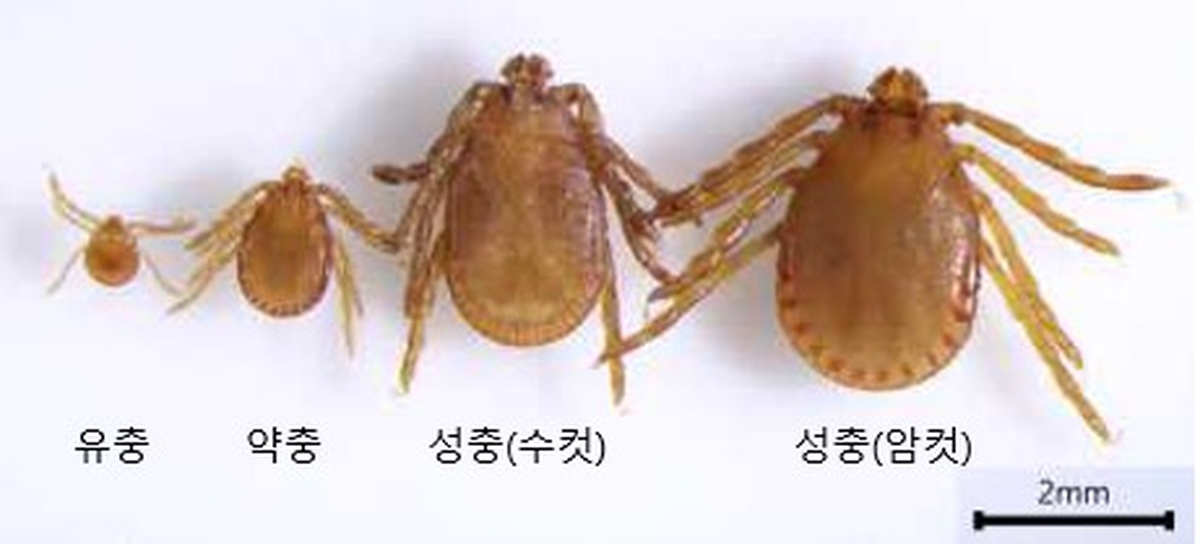 origin_폭염에진드기비상…검역본부축산농가SFTS예방수칙준수해야 (1).jpg