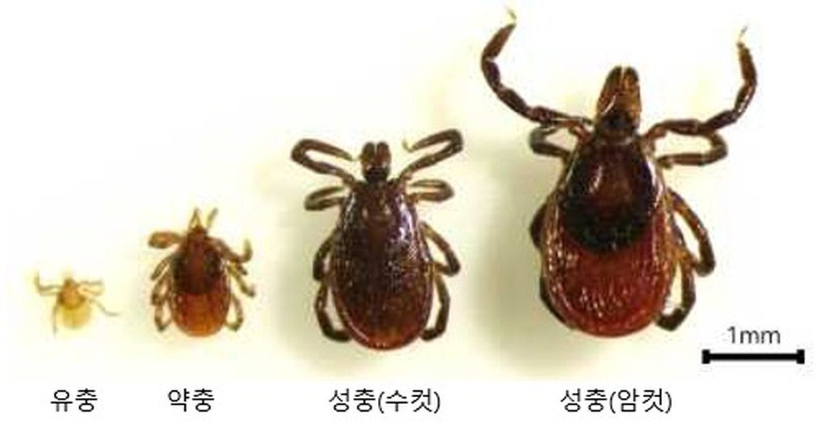 origin_폭염에진드기비상…검역본부축산농가SFTS예방수칙준수해야 (2).jpg