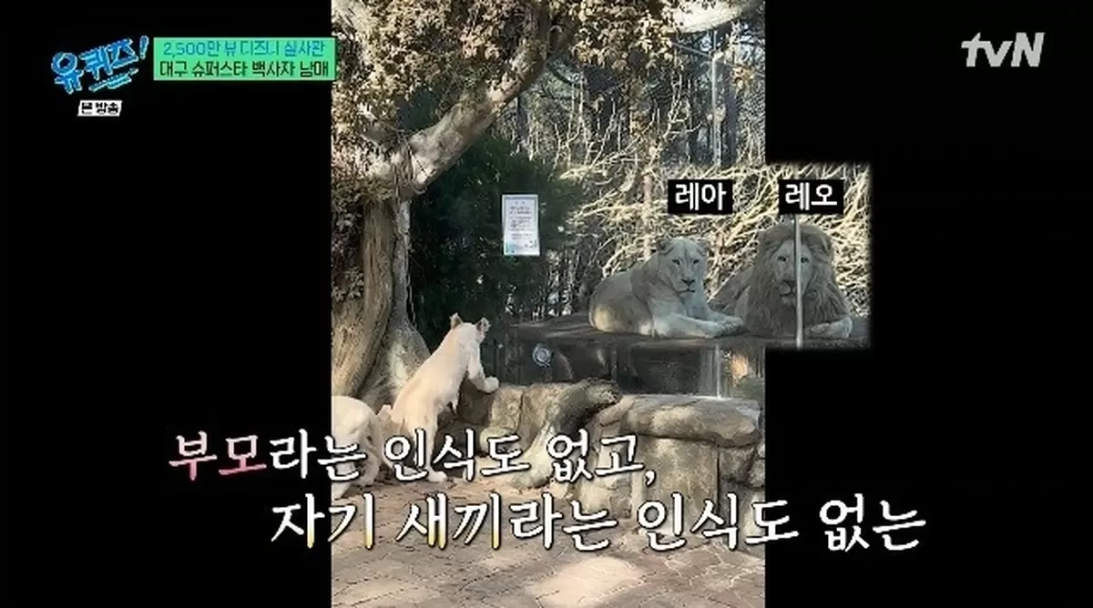 대구 백사자 남매 키우는 사육사, 녹아버린 손가락 공개... “돌발상황 많아”