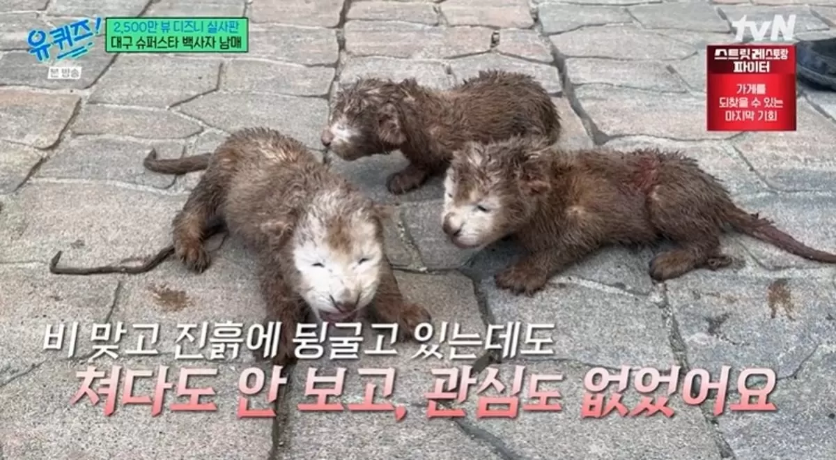 ‘2500만뷰’ 대구 백사자 남매, 학대받던 부모 품 떠나 인공 포육... 가슴 아픈 성장기
