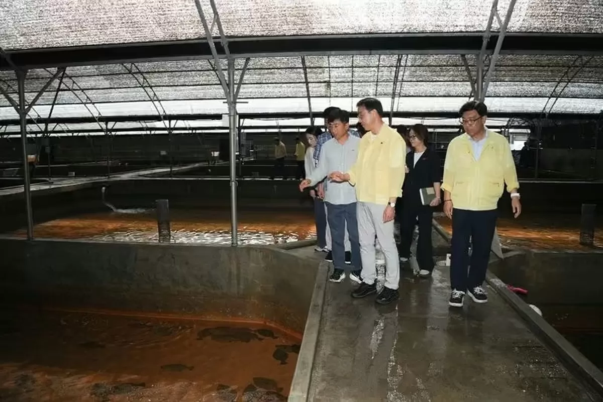 “바닷물이 29도까지 치솟았다”... 제주 고수온에 어류 3만 마리 집단 폐사 참사
