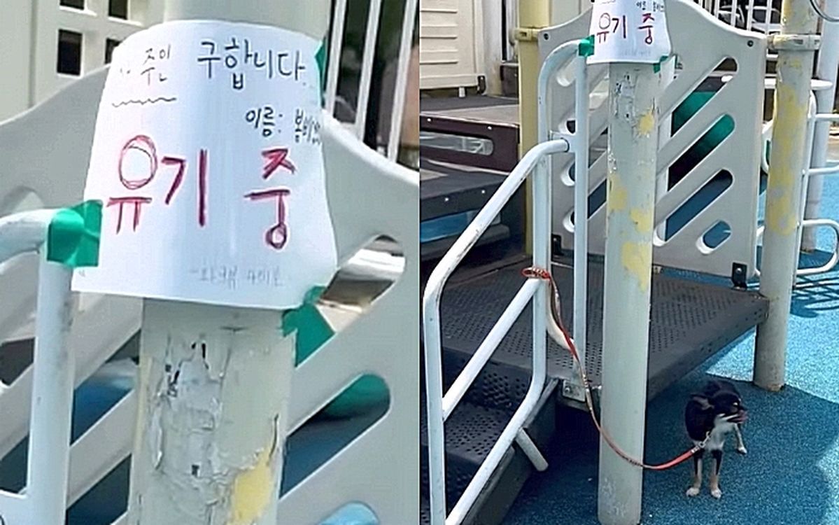 “유기 중, 새 주인 구해” 36도 폭염 속 놀이터에 반려견 묶어두고 간 30대 여성