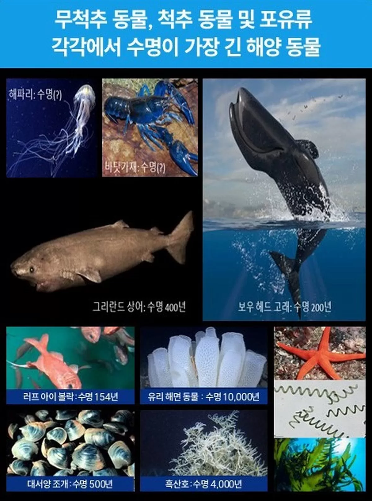 수명이 긴 해양 동물