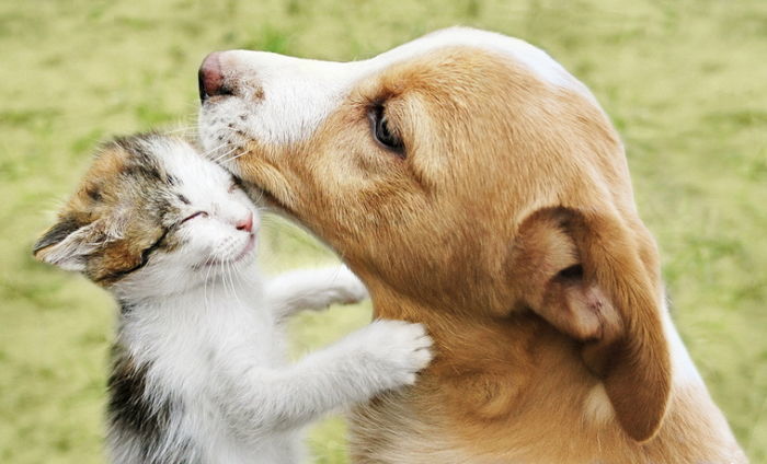 개와 고양이,개 고양이 원수,반려견 반려묘,반려동물,동물 본능