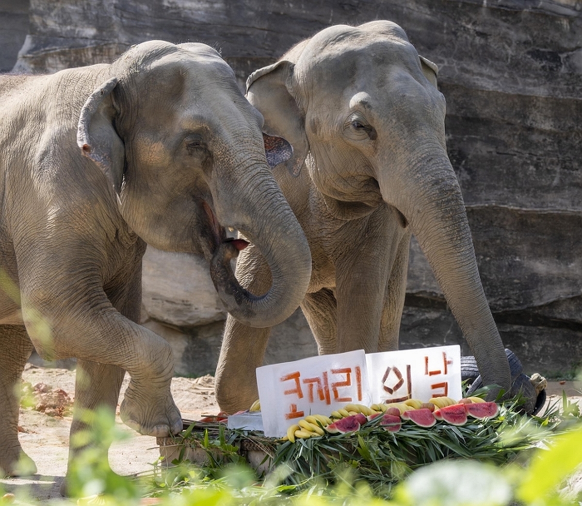 1. 에버랜드, '세계 코끼리의 날' 이벤트 진행.jpg