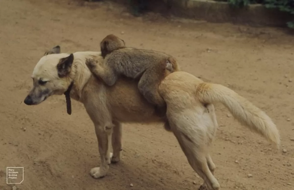 Dr Mary Gillham Archive Project, Wikimedia Commons 제공