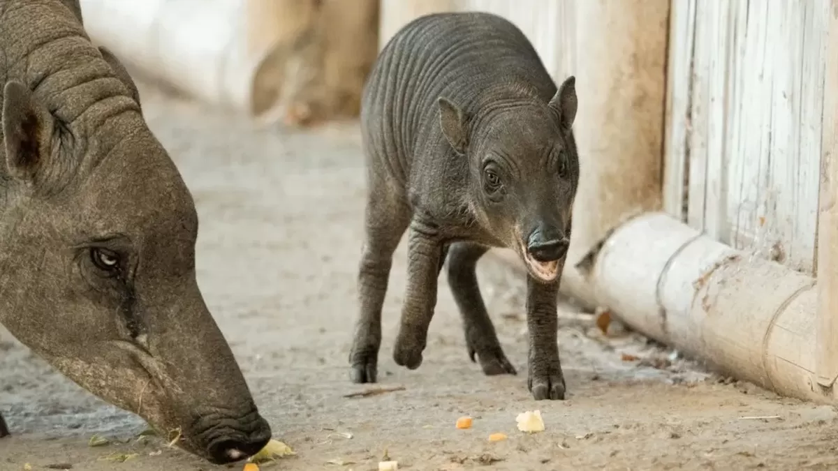 Chester Zoo A babirusa and its piglet at Chester Zoo