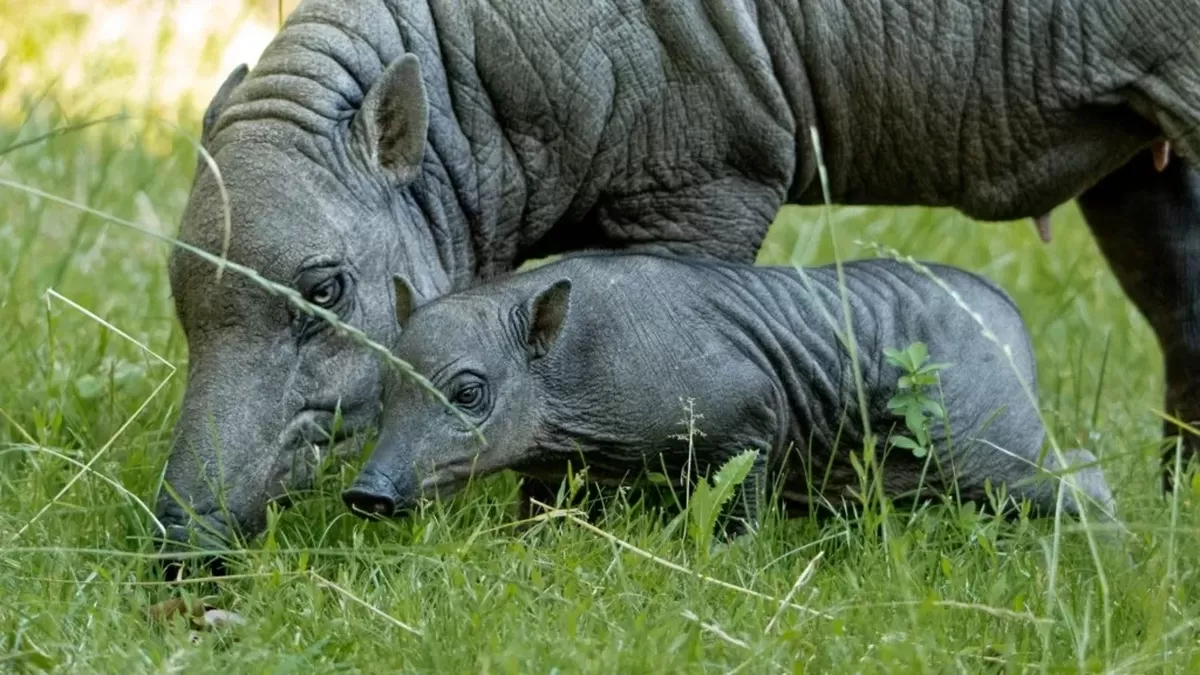 Chester Zoo A babirusa and its piglet at Chester Zoo