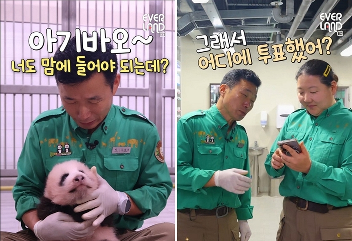 “에버랜드 막내 판다 이름 지어주세요”... 국민투표 10만명 돌파, 후보는?