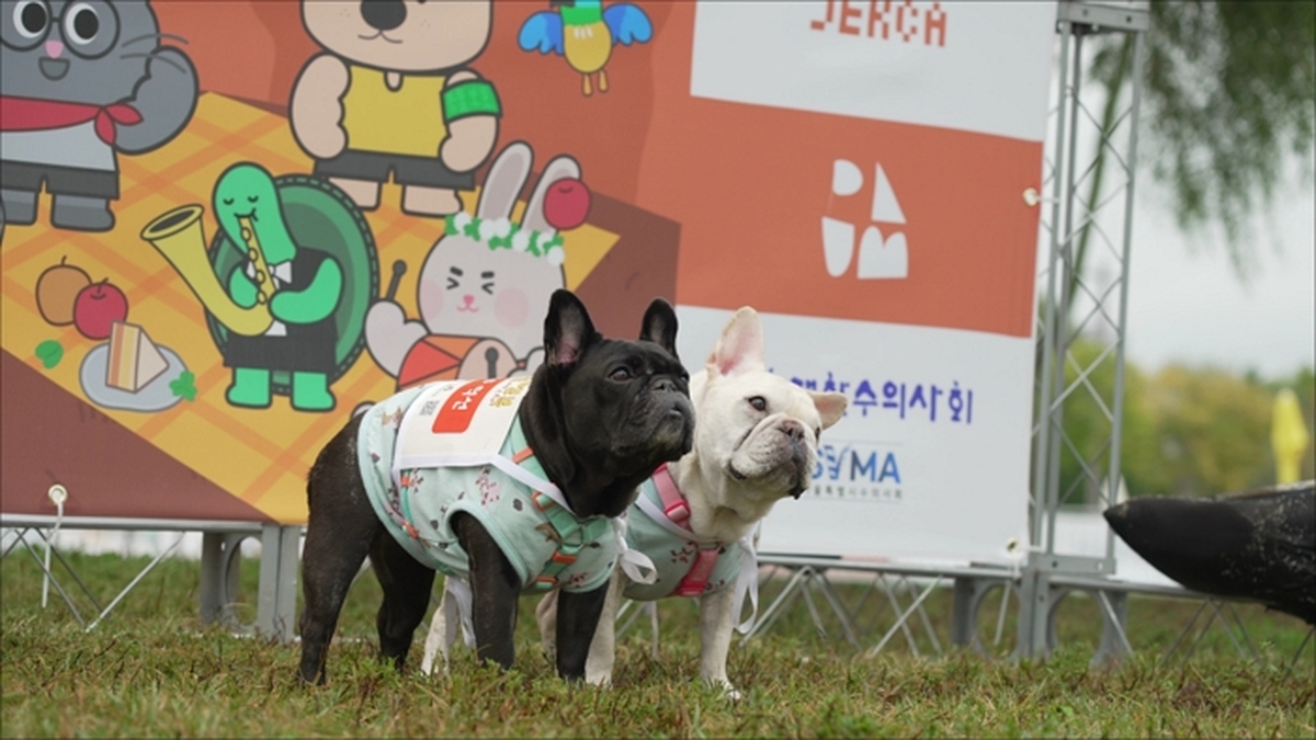 origin_댕댕이500마리와한강4㎞산책…서울동물행복페스타열린다 (1).jpg