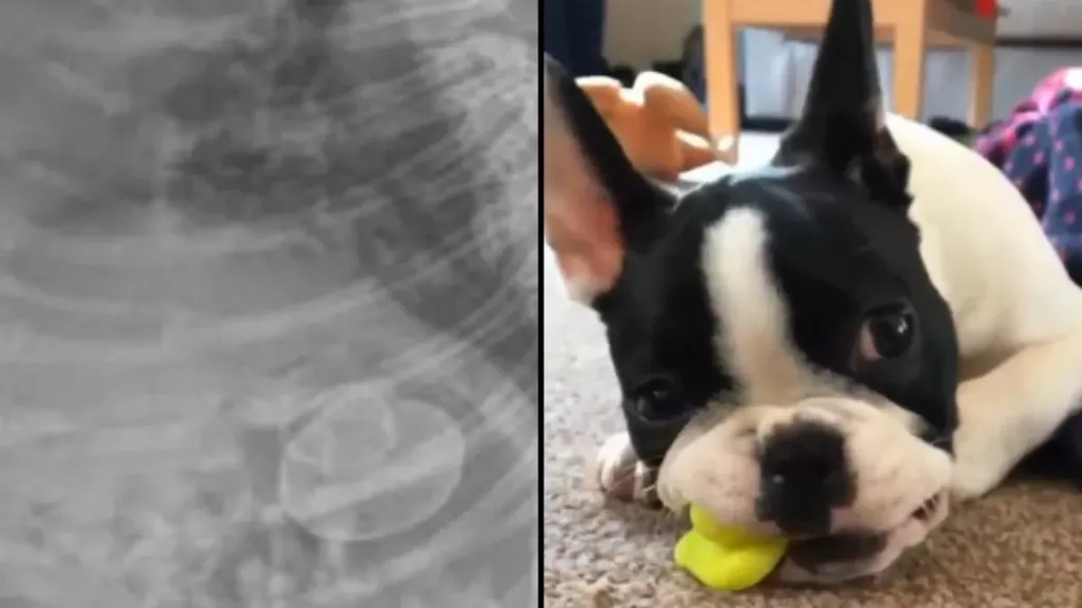 Libby Burgwin Two images side by side, one shows a black and white x-ray of a dogs stomach and yo...