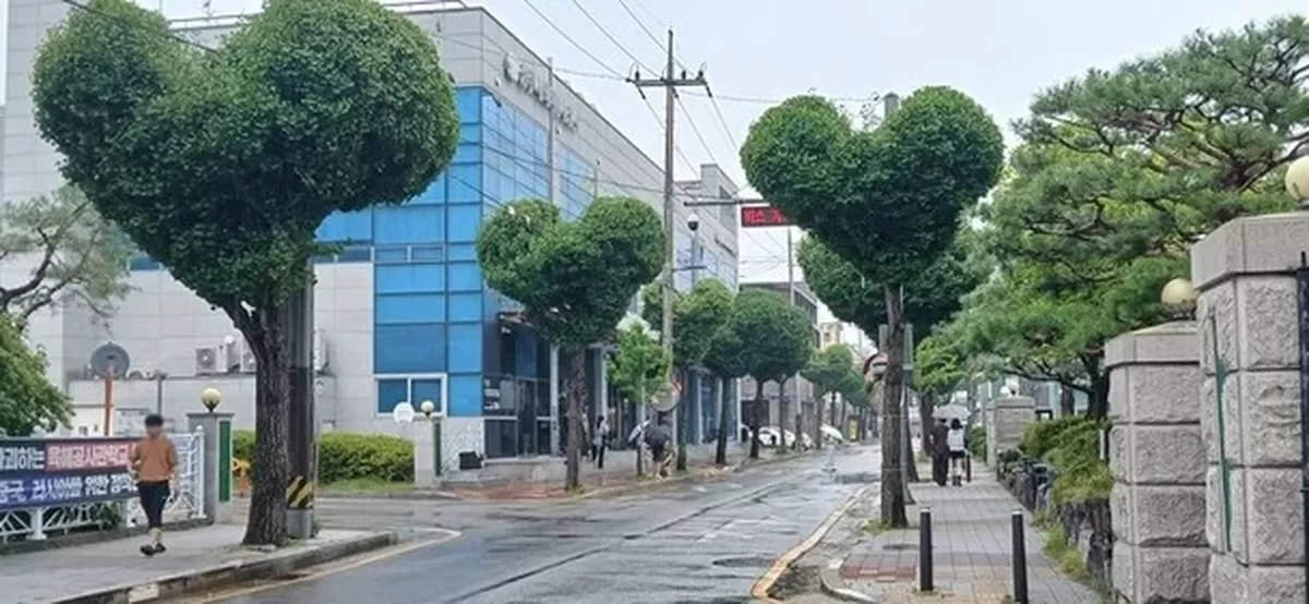 "은행나무가 하트로 변했다"…청주 하트나무 가로수길 전국 우수사례 선정