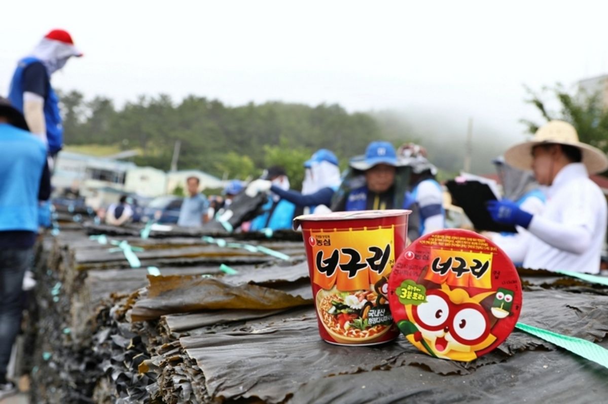 농심, 완도 햇다시마 490톤 구매... ‘너구리’로 45년째 이어온 어민과의 동행
