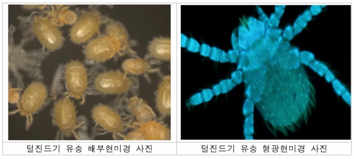 털진드기 유충 해부현미경·형광현미경 사진. /사진제공=질병관리청