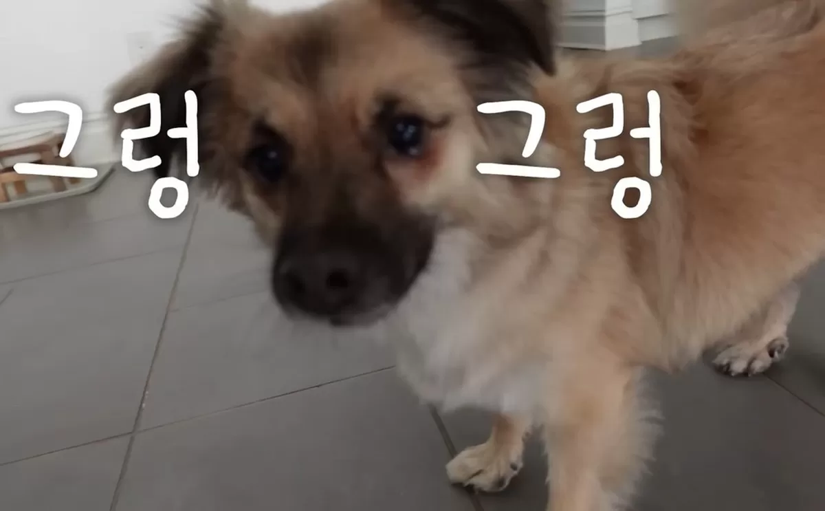 기존 이미지