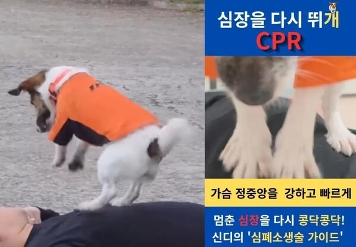 ▲[경기소방재난본부 인스타그램 캡처]