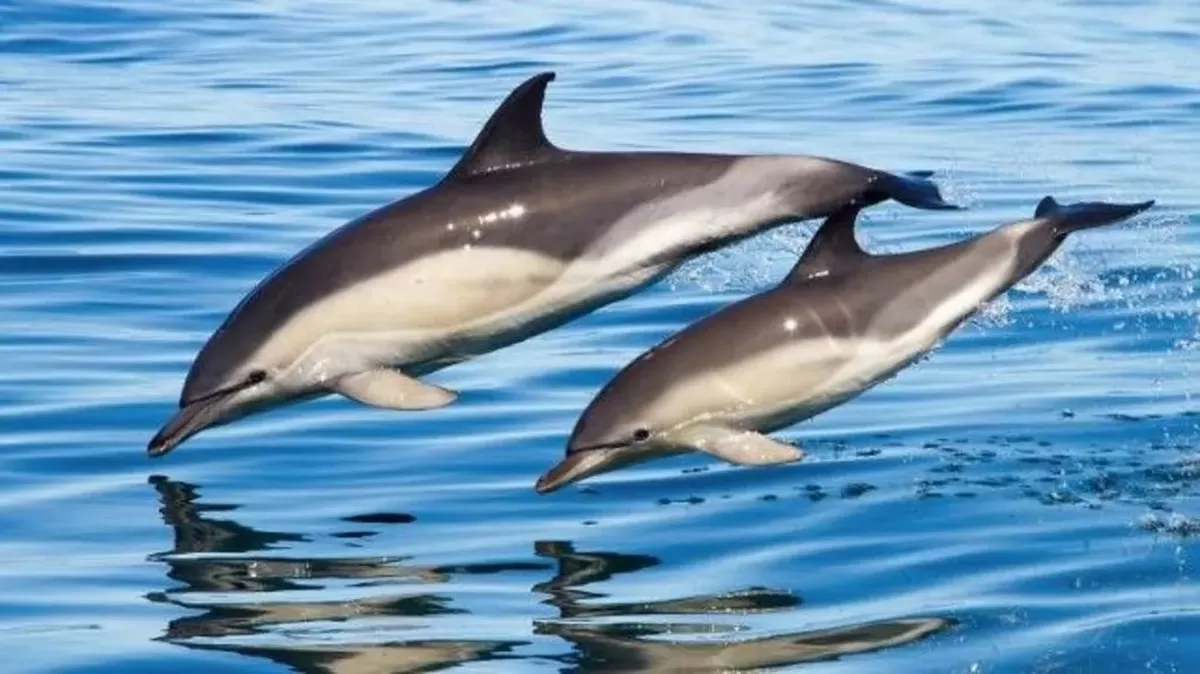 BBC Two grey and white dolphins diving into a blue sea with their reflection on the water
